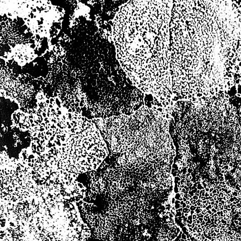 liquidMaps